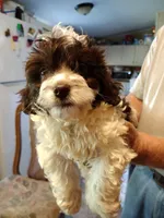 Lila, a female Cockapoo for sale in Alexander City, AL – Photo 2 of 3