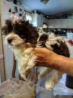 Lila, a female Cockapoo for sale in Alexander City, AL – Photo 3 of 3
