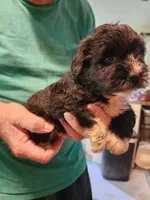 Logan, a male Miniature Schnauzer for sale in Alexander City, AL – 2 of 2