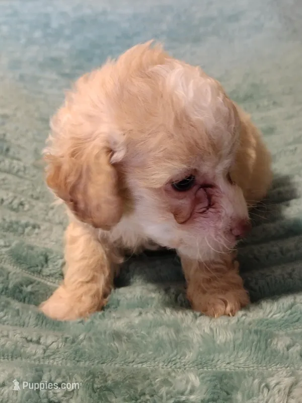 Benji – Poodle - Toy  puppy for sale in Alexander City, AL