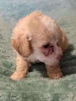 Benji, a male Poodle - Toy  for sale in Alexander City, AL – Photo 1 of 2