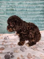 Coco, a female Poodle - Toy  for sale in Alexander City, AL – 3 of 3