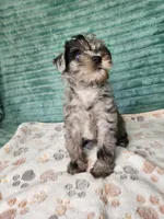 Xena, a female Miniature Schnauzer and Poodle - Toy  for sale in Alexander City, AL – 3 of 4