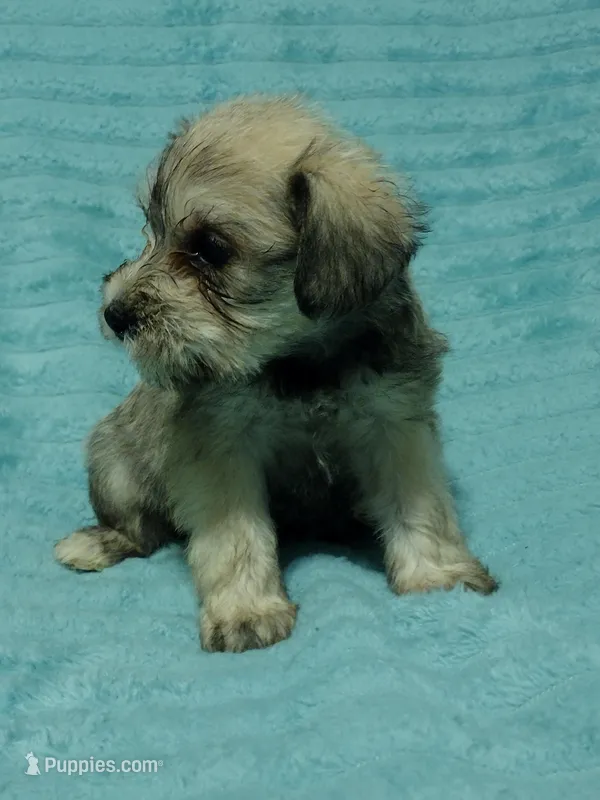 Sadie, a female Miniature Schnauzer for sale in Alexander City, AL – Photo 1 of 4