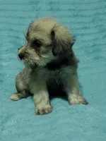 Sadie, a female Miniature Schnauzer for sale in Alexander City, AL – Photo 1 of 4