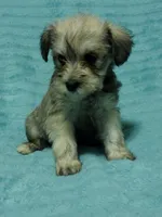 Sadie, a female Miniature Schnauzer for sale in Alexander City, AL – Photo 2 of 4