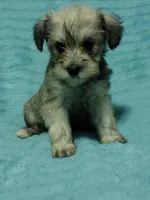 Sadie, a female Miniature Schnauzer for sale in Alexander City, AL – Photo 3 of 4