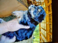 Loki, a male Yorkipoo for sale in Alexander City, AL – Photo 3 of 3