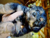 Loki, a male Yorkipoo for sale in Alexander City, AL – Photo 1 of 3