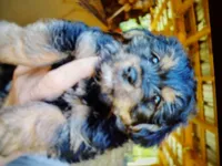 Loki, a male Yorkipoo for sale in Alexander City, AL – Photo 2 of 3