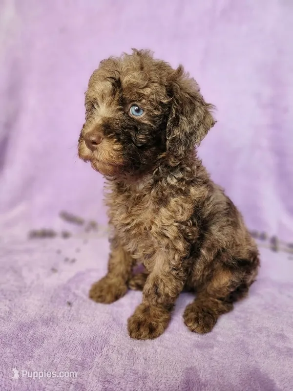 Tango – Poodle - Toy  puppy for sale in Equality, AL