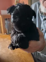 Ebony, a female Miniature Schnauzer for sale in Alexander City, AL – Photo 1 of 4