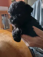 Ebony, a female Miniature Schnauzer for sale in Alexander City, AL – Photo 4 of 4