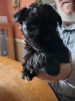 Ebony, a female Miniature Schnauzer for sale in Alexander City, AL – Photo 2 of 4