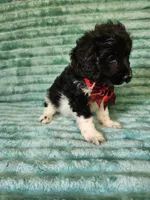 Toby, a male Cocker Spaniel and Poodle - Toy  for sale in Alexander City, AL – 3 of 4