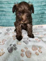 Itsy, a female Miniature Schnauzer and Poodle - Toy  for sale in Alexander City, AL – 4 of 4