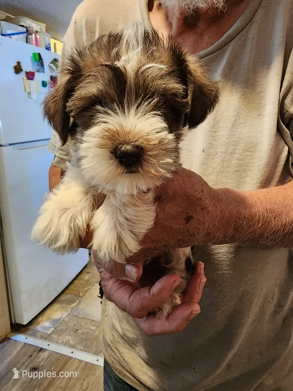Lobo – Miniature Schnauzer puppy for sale in Alexander City, AL