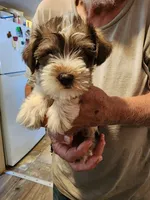 Lobo, a male Miniature Schnauzer for sale in Alexander City, AL – 1 of 2