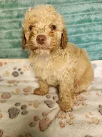 Toby, a male Poodle - Toy  for sale in Alexander City, AL – 4 of 4