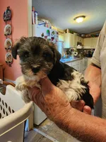 Ellie, a female Miniature Schnauzer for sale in Alexander City, AL – 2 of 2