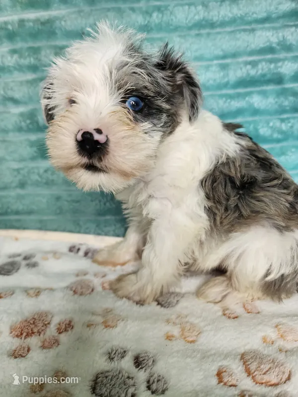 Nash – Miniature Schnauzer puppy for sale in Alexander City, AL