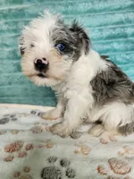 Nash, a male Miniature Schnauzer for sale in Alexander City, AL – 1 of 3