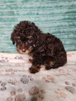 Coco, a female Poodle - Toy  for sale in Alexander City, AL – 2 of 3