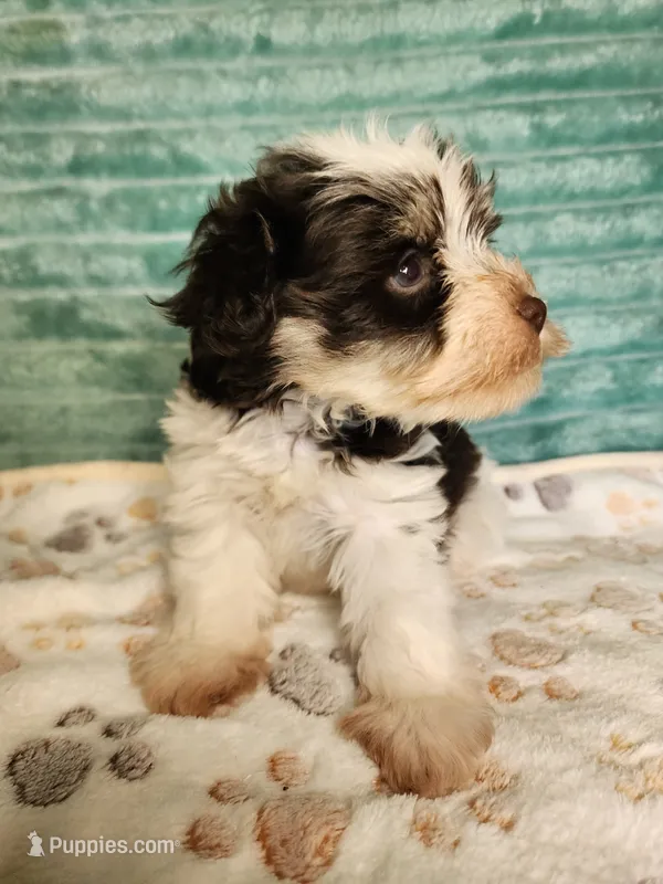 Eli – Miniature Schnauzer puppy for sale in Alexander City, AL
