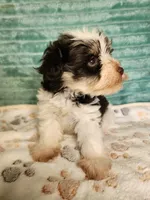 Eli, a male Miniature Schnauzer for sale in Alexander City, AL – 1 of 3