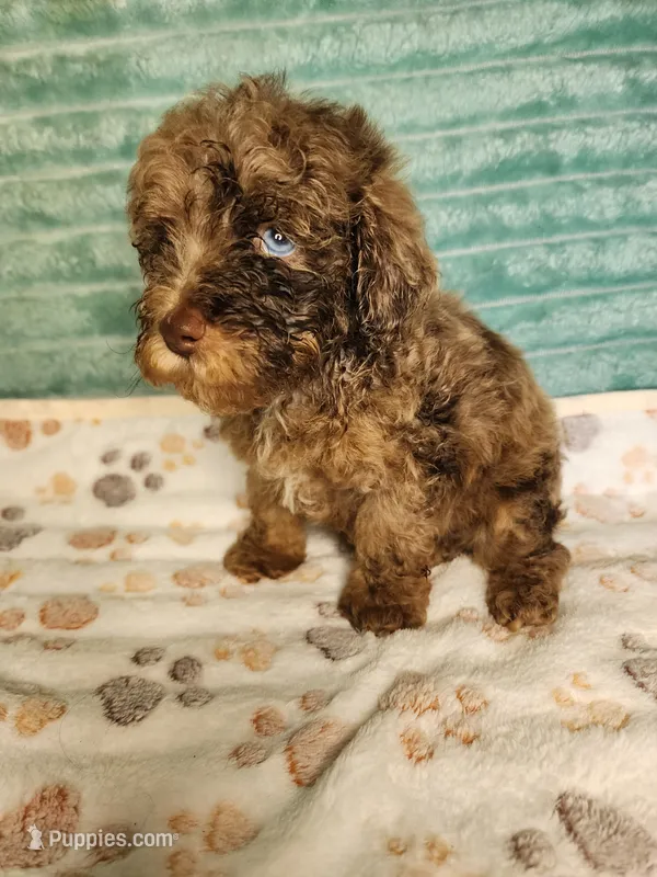 Tango – Poodle - Toy  puppy for sale in Alexander City, AL