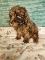 Tango, a male Poodle - Toy  for sale in Alexander City, AL – 1 of 4