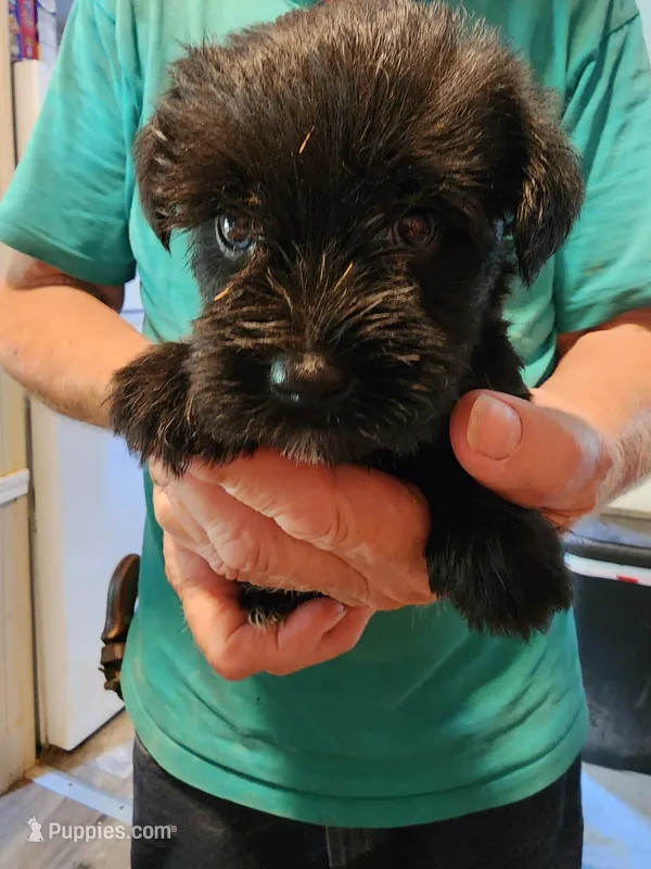 Zorro – Miniature Schnauzer puppy on hold in Alexander City, AL