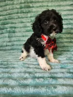 Toby, a male Cocker Spaniel and Poodle - Toy  for sale in Alexander City, AL – 1 of 4
