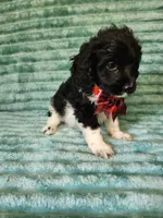 Toby, a male Cocker Spaniel and Poodle - Toy  for sale in Alexander City, AL – 4 of 4