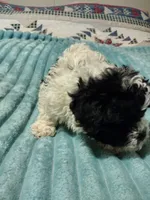 Lila, a female Poodle - Toy  for sale in Alexander City, AL – Photo 2 of 2