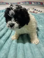 Lila, a female Poodle - Toy  for sale in Alexander City, AL – Photo 1 of 2