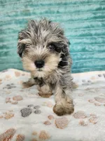 Gator, a male Miniature Schnauzer for sale in Alexander City, AL – 2 of 4