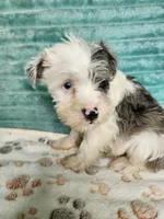 Nash, a male Miniature Schnauzer for sale in Alexander City, AL – 3 of 3