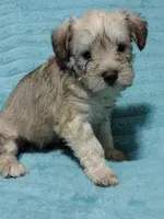 Tanner, a male Miniature Schnauzer for sale in Alexander City, AL – Photo 3 of 3