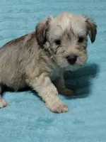 Tanner, a male Miniature Schnauzer for sale in Alexander City, AL – Photo 1 of 3