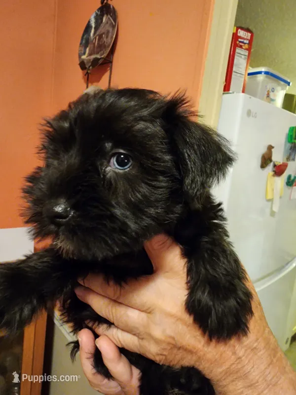 Ebony – Miniature Schnauzer puppy for sale in Alexander City, AL