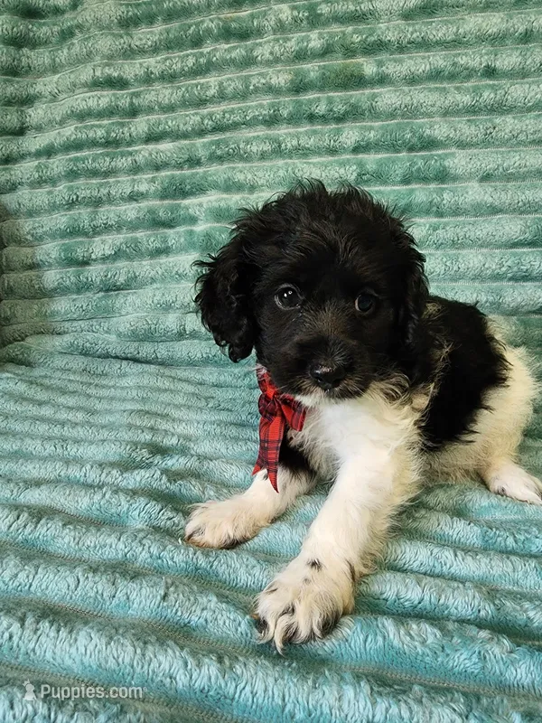 Sammy – Cocker Spaniel, Poodle - Toy  puppy for sale in Alexander City, AL