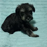 Micky, a male Miniature Schnauzer for sale in Alexander City, AL – Photo 2 of 3