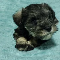 Micky, a male Miniature Schnauzer for sale in Alexander City, AL – Photo 3 of 3