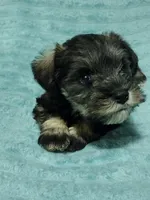 Mimi, a female Miniature Schnauzer for sale in Alexander City, AL – Photo 3 of 3