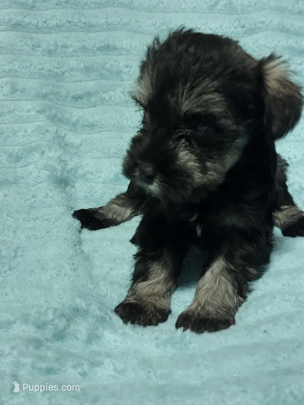 Mimi, a female Miniature Schnauzer for sale in Alexander City, AL – Photo 1 of 3