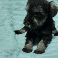 Micky, a male Miniature Schnauzer for sale in Alexander City, AL – Photo 1 of 3