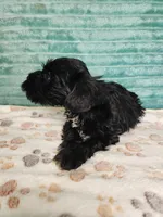 Zorro, a male Miniature Schnauzer for sale in Alexander City, AL – 3 of 4