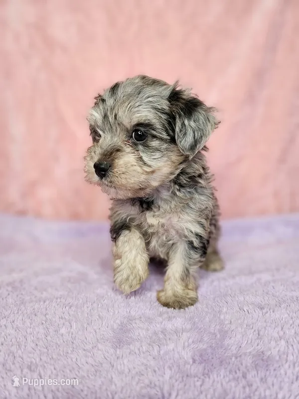 Ellie – Miniature Schnauzer puppy for sale in Equality, AL