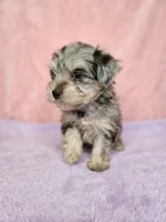 Ellie, a female Miniature Schnauzer for sale in Equality, AL – 1 of 1